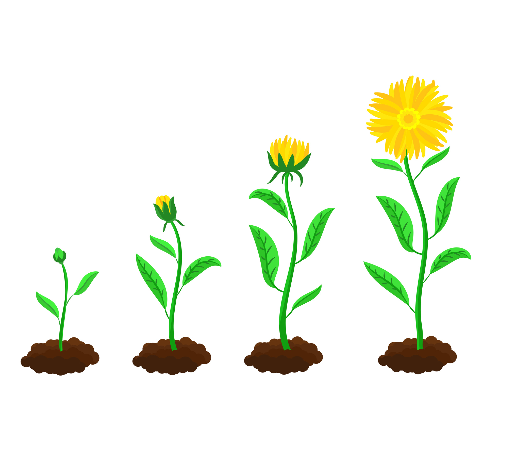 Young plant growing through stages of development representing homeschool student progress over time